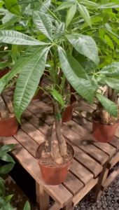 Buy beautiful MoneyTree | Shipping fee included