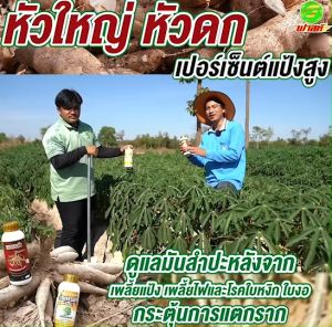 ลงหัวมันสำปะหลัง มันหัวใหญ่เพิ่มการแตกราก เพชรดำลงหัว4ขวด ขนาด500cc สูตรลงหัวมันสำปะหลัง สารสกัดจากธรรมชาติ100% สินค้าจัดส่งจากบริษัทของแท้100%