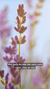 Nước lau sàn WAI Nhật Bản can 2L khử trùng diệt khuẩn và nấm mốc hương Lavender