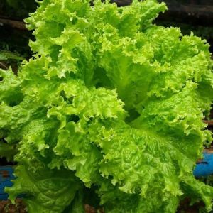 isi 100 butir benih selada hijau keriting