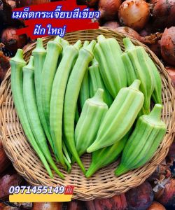 เมล็ดพันธุ์: กระเจี๊ยบเขียว คิมสัน บรรจุซองละ100-150เมล็ด คุณภาพดี ราคาถูก ของแท้ 100%