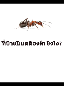 🐜กินเหยื่อตัวเดียว ตายยกรัง 🚫 LPP เจลกำจัดมด ยาฆ่ามด กำจัดมด เหยื่อล่อเพื่อให้มดกินอาหาร ฆ่ามดต่อเนื่อง ฆ่ามดได้หลายชนิด การใช้ยาอย่างเป็นวิทยาศาสตร์ เพื่อกำจัดมดอย่างได้ผล 30g เจลฆ่ามดยกรัง เจลฆ่ามด ฆ่ามด ant killer