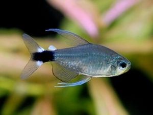 Veilfin Tetra/Reed Tetra/Ornamental fish/Freshwater/Readystock