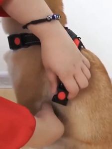 Large Dog Leash Adjustable Reflective＆Breathable Dog Leads Collar For Medium Large Dog Harness