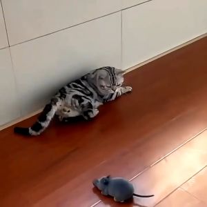 เล่นหนูบังคับจากรีโมท สัตว์เลี้ยง หนูเด็ก ของเล่นเด็ก สัตว์เลี้ยง เล่นควบคุมระยะไกล