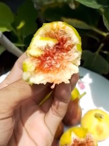 Bibit Buah Tin Green Tin Jordan  Kualitas Unggul Terbaik