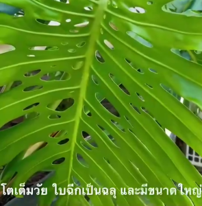 ต้น มอนสเตอร่า เดลิซิโอซ่า มอนสเตอร่า ไจแอนท์  (Monstera Deliciosa Monstera Giant) กระถาง 6 นิ้ว