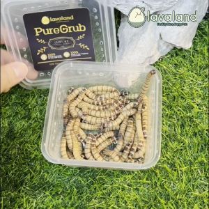 Lavaland - PureGrub - Live Superworms | AA Feeding-Grade | Feeder Insect | Reptile | Gecko | Sugar Gliders | Bearded Dragon | Frog | Spider