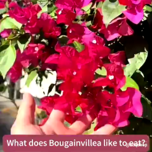 Bougainvillea fertilizer 500g Bougainvillea flowering fertilize Improves Soil Health Pangpataba ng Halaman Bloom Booster