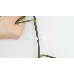 [HCM] 10 sets Móc Treo Dán Tường Hỗ Trợ Cây Leo/ Định hình Thân Cây Cảnh - Randy888