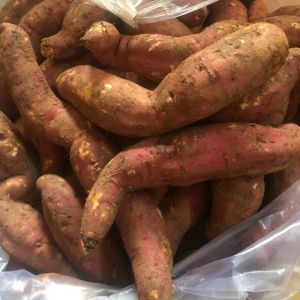 Khoai Lang Mật Đà Lạt Tà Nùng 1kg - Giao Toàn Quốc và 2H tại TpHCM