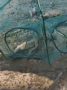 Portable Folded Fishing Net Easy Use Dip Cage Collapsible for Minnow Shrimp  Crab Crayfish