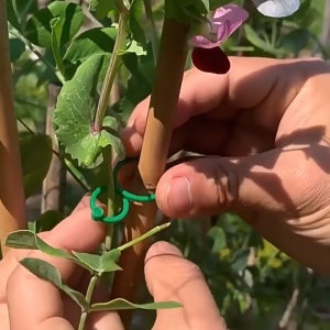 50Pcs Buckle Vine Tying Clips Ring Fixing Bracket Garden Plant Holder Tools Garden Decorations Plant Climbing Wall Clips