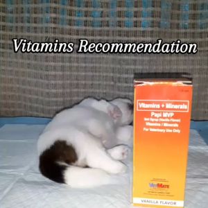 Free 3cc Syringe 120ml Papi Mvp Dog Cat Pet Vitamins Minerals All Stages Adult Kitten Puppy Syrup