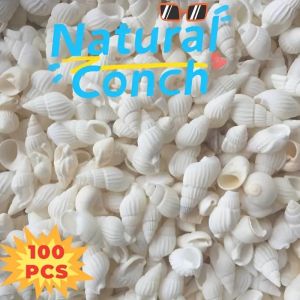 Natural White 100pcs Small Conch Shells - Corn Rice Spiral Snails for Home & Aquarium Decor - Fish Tank Bottom Decoration Craft
