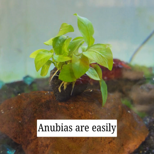 Anubias Aquatic Plant