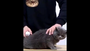 【Buy 1 take 1】Ticks Away 100ml Pet Spray for dogs & cats - anti tick (garapata) & flea (pulgas) & lice (kuto)