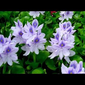 Water Hyacinth Water Plant Live Plant Keladi Bunting Tumbuhan Air Hidup 水葫芦 凤眼蓝 水浮莲 eLife Wellness