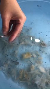 Tổ yến thô Khánh Hòa loại đặc biệt + quà tặng