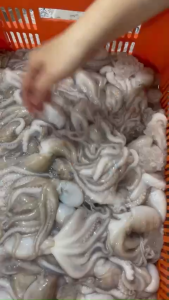 Bạch tuột tươi tua 1da 4-6 con/kg hàng cấp đông 500g net 8 ( hoả tốc 4h)