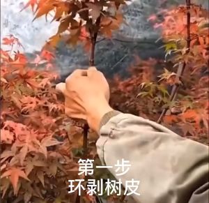 10PCS Plant Rooting Ball 8CM Garden Plant Rooting Device Breeding Equipment Plant Rooting Case