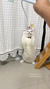 จําลองเมาส์หางแมวของเล่นแมวทีเซอร์ตลกติดซิลิโคนหางยาวสัตว์เลี้ยงของเล่นแบบโต้ตอบสําหรับแมว ไม้ล่อแมวรุ่นหาง