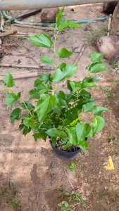 Cây Dâu Tằm Ăn - Tổng thể tầm 50-60 cm - Cây trồng chậu mau ra quả!