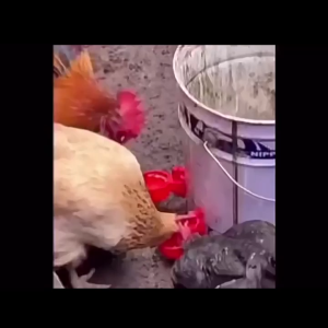 6Pcs Mangkuk Minum Ayam / Ayam Cangkir Minum Peternakan / Chicken Drinking Bowl