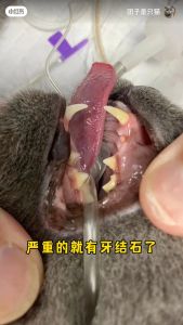 【Ready Stock】100% Organice Silvervine Stick | Cat Chew Stick | Cat Dental Toy
