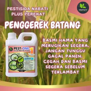 PESTONE Pembasmi hama Penggerek Batang Padi 1 liter Pembasmi hama tanaman Organik INTERFARM