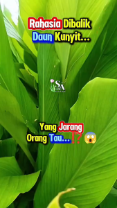 1kg Daun Kunyit Segar / 500 gram Daun Kunyit Segar Penyedap Masakan / Natural Fresh Turmeric Leaves Herbal