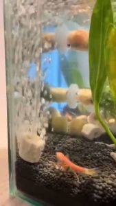 "Hoàn tiền đến 10%" CỤC SỦI OXY CHO BỂ CÁ CẢNH MUỐI TIÊU CAO 6CM