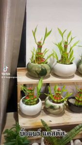 ไผ่กวนอิม 3 ชั้น ขนาดใหญ่ พร้อมกระถางหยก 4 นิ้ว พร้อมหิน 1 ถุงใหญ่