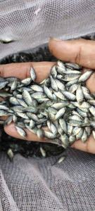 Bibit ikan nila item isi 50 bonus 5+Pakan pelet