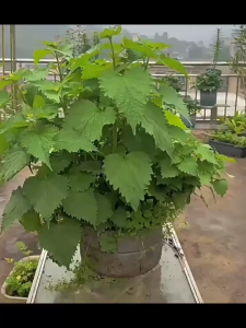 เมล็ดพิมเสนสำหรับฤดูร้อนสำหรับการปลูกเมล็ดวานิลลาอี - อี - ชีวิตสามารถปลูกในระเบียงบ้านสวนหลายปี