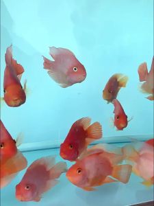 BESSN | Color-Enhancing Tropical Fish Feed