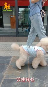 Áo ba lỗ cánh thiên thần màu pastel thời trang cho chó mèo - T3 PETS SHOP