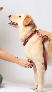Pupper Weatherproof Dog Harness in Green (Waterproof and Dustproof)