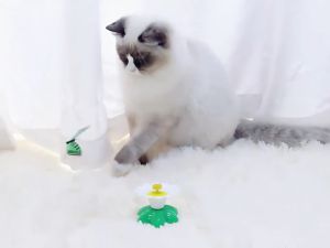 Mainan Kucing Kupu-Kupu Elektrik Berputar Mainan Interaktif Cat Toy Electric Butterfly Teaser Mainan Edukasi Kucing Automatic Electric Rotating 360° HHG