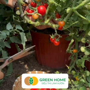 Hạt Giống Cà Chua Bi Lùn Lai F1 GreenHome Gói 01g~30 hạt Dễ Trồng Quanh Năm Trồng Chậu T41