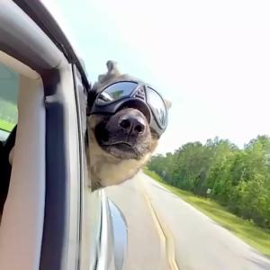 HamshMoc Adventure-Ready Dog Goggles Dust Proof Seal Contour Fit Breathable Design for Happy Outdoor Runs