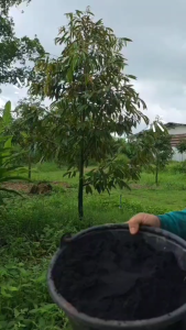 AJINOMOTO ซุปเปอร์แอชวัสดุปรับปรุงดินชนิดเข้มข้น ปรับโครงสร้างดินแก้ปัญหาดินเสื่อม ดินทึบ ดินไม่อุ้มน้ำ ช่วยให้พืชแข็งแรง 1 กก/ถุง