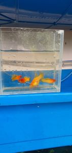 1 cặp Ruby nose hifin + 50gr cám tpo000