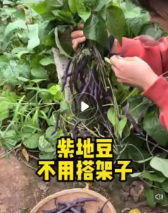 Benih Kacang Buncis Ungu Renek(15 Seeds)/无架紫四季豆种子/Dwarf Purple Bush Bean