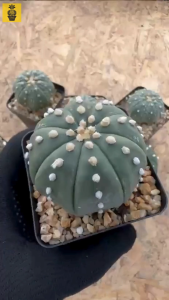 Flowering Astrophytum Asterias /Astrophytum Nudum / Super Kabuto / 星兜 / Cactus Succulents / Kaktus Sukulen