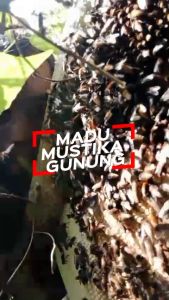 Madu Mustika Gunung Hitam Pahit 100% Murni Original Raw Honey Tanpa Campuran dari Hutan Garut Selatan