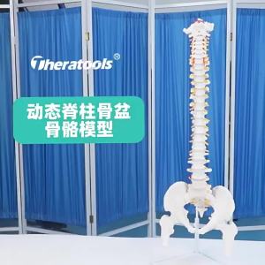 Theratools | Human Colored Spine Model with Pelvis Adult Skeletal Anatomy Display Dynamic Teaching Rehabilitation Training Medical Study Aid
