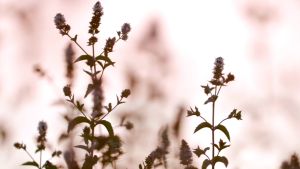 peppermint oil natural flavor เปปเปอร์มินต์  ออยล์ วัตถุแต่งกลิ่นรสธรรมชาติ โดเทอร่า kaideeshop888