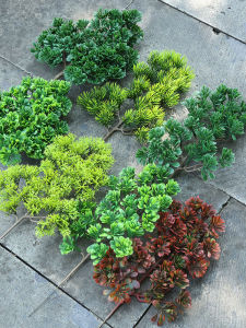 Chinese Style Home Decoration Artificial Green Plant Simulated Pine And Cypress Branches Maple Leaf Dying Guest Pine Rock Pine