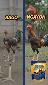 [BUY 1 GET 1] VitaFeather BoneMax 250g for Poultry Supports Strong Bones Feathers & Immunity